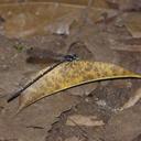 Image of Risiocnemis serrata