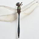 Image of Hemicordulia eduardi