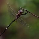 Image of Archaeosynthemis leachii