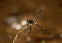None