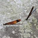 Image of Calopteryx cornelia