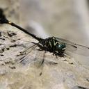 Image of Paragomphus capitatus