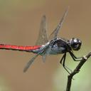 Image of Libellula herculea