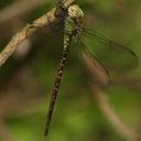 Image of Triacanthagyna caribbea