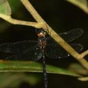 Image of Aeschnosoma elegans