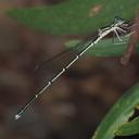 Image of Lithosticta macra