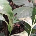 Image of Coeliccia scutellum