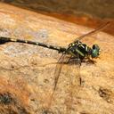 Image of Paragomphus henryi