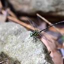 Image of Stylogomphus shirozui