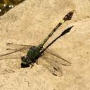 Image of Paragomphus genei