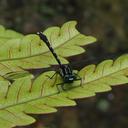Image of Trigomphus carus