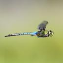 Image of Anax