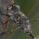 Image of Austroaeschna subapicalis