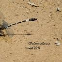 Image of Phyllogomphoides bifasciatus