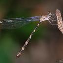 Image of Devadatta argyoides