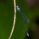 Image of Neosticta silvarum