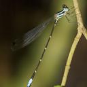 Image of Palaemnema clementia