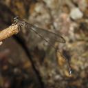 Image of Ceylonosticta montana