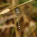 Image of Hemicordulia intermedia