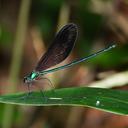 Image of Matrona corephaea