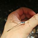 Image of Coeliccia satoi