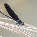 Image of Dysphaea haomiao