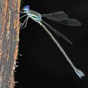 Image of Archilestes neblina