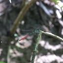Image of Rhinagrion tricolor