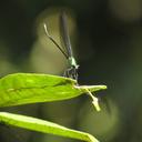 Image of Vestalis amaryllis