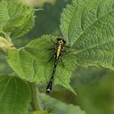 Image of Asiagomphus cuneatus