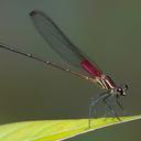 Image of Hetaerina occisa