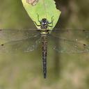 Image of Tetracanthagyna waterhousei