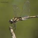 Image of Tramea cophysa
