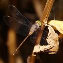 Image of Zyxomma elgneri