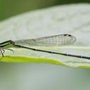 Image of Anisagrion
