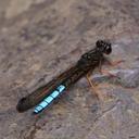 Image of Platycypha amboniensis