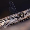 Image of Archiargiolestes pusillissimus