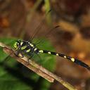 Image of Macrogomphus kerri