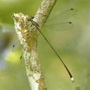 Image of Ecchlorolestes nylephtha
