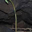 Image of Gynacantha musa