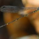 Image of Palaemnema brevignoni