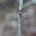 Image of Burmagomphus arthuri
