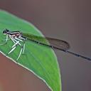 Image of Pseudocopera ciliata