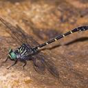Image of Stylogomphus sigmastylus