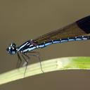 Image of Rhinocypha humeralis