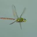 Image of Anax concolor
