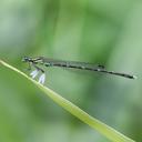 Image of Platycnemis sasakii