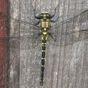 Image of Tanypteryx pryeri