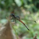 Image of Africocypha varicolor