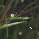 Image of Agriomorpha fusca